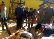 Ketua Juleha Bersama Anggota DPRD Lampung Selatan Sembelih Enam Hewan Kurban pada Iduladha 2026