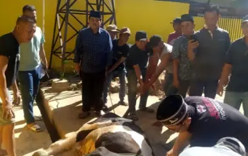 Ketua Juleha Bersama Anggota DPRD Lampung Selatan Sembelih Enam Hewan Kurban pada Iduladha 2026