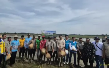PLN Lampung Percepat Ketahanan Pangan dengan Dukungan Listrik Andal untuk Pertanian Modern