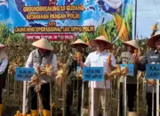 DPRD Lampung Hadiri Panen Raya Jagung, Perkuat Sinergi Ketahanan Pangan Daerah 11 Panen Raya Jagung Bersama Polri DPRD Lampung Tekankan Penguatan Ketahanan Pangan