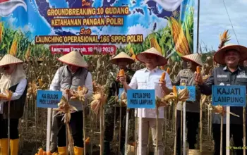 DPRD Lampung Hadiri Panen Raya Jagung, Perkuat Sinergi Ketahanan Pangan Daerah 4 Panen Raya Jagung Bersama Polri DPRD Lampung Tekankan Penguatan Ketahanan Pangan