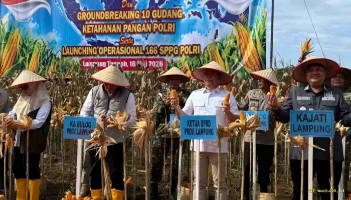 DPRD Lampung Hadiri Panen Raya Jagung, Perkuat Sinergi Ketahanan Pangan Daerah