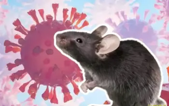 Kemenkes Pastikan Dua Suspek Hantavirus di Indonesia Negatif dan Sudah Sembuh 6 Waspada Hantavirus Kemenkes Tegaskan Dua Suspek di Indonesia Negatif dan Telah Sembuh