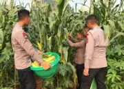 Brimob Polda Metro Jaya Panen Jagung, Perkuat Program Ketahanan Pangan Nasional 12 Dukung Ketahanan Pangan Brimob Polda Metro Jaya Gelar Panen Jagung untuk Masyarakat