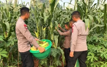 Brimob Polda Metro Jaya Panen Jagung, Perkuat Program Ketahanan Pangan Nasional 5 Dukung Ketahanan Pangan Brimob Polda Metro Jaya Gelar Panen Jagung untuk Masyarakat