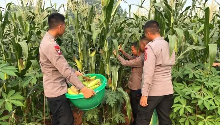 Brimob Polda Metro Jaya Panen Jagung, Perkuat Program Ketahanan Pangan Nasional