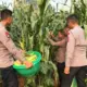 Brimob Polda Metro Jaya Panen Jagung, Perkuat Program Ketahanan Pangan Nasional