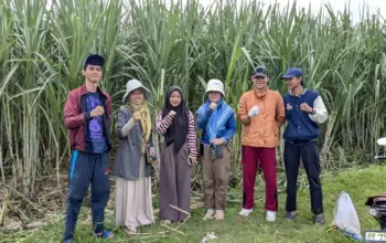 Peneliti Polinela dan Unila Kembangkan Teknologi Budidaya Tebu Ramah Lingkungan 7 Polinela dan Unila Ciptakan Inovasi Budidaya Tebu Ramah Lingkungan untuk Tingkatkan Produktivitas