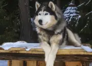Viral Anjing Husky Terluka Diduga Dibacok di Babelan Bekasi, Polisi Buru Pelaku 10 Viral Anjing Husky Terluka Diduga Dibacok di Babelan Bekasi Polisi Buru Pelaku