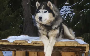 Viral Anjing Husky Terluka Diduga Dibacok di Babelan Bekasi, Polisi Buru Pelaku 3 Viral Anjing Husky Terluka Diduga Dibacok di Babelan Bekasi Polisi Buru Pelaku